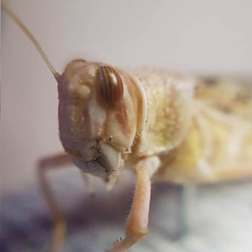 GRASSHOPPER1 GRASSHOPPER1