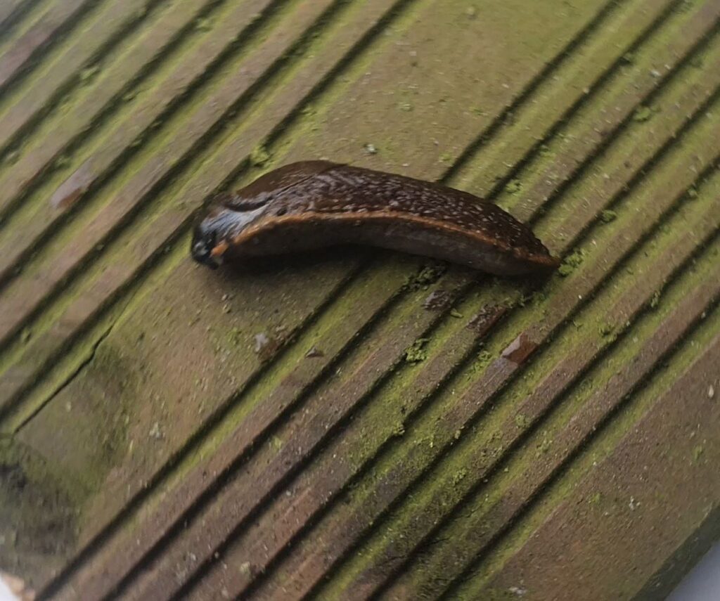 NAAKTSLAK2 NAAKTSLAK2