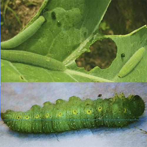 CATERPILLAR091924_1 CATERPILLAR091924_1