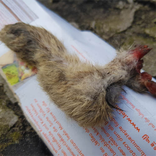 HASENBEIN1 HASENBEIN1