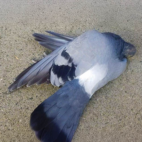 PIGEON1 PIGEON1