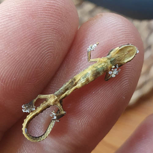 SANDLIZARD180824_1 SANDLIZARD180824_1