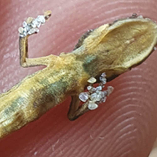 SANDLIZARD180824_2 SANDLIZARD180824_2