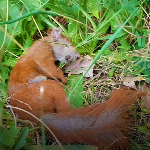 SQUIRREL21 SQUIRREL21