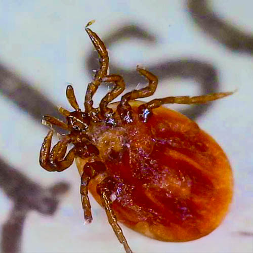 TICK062424_1 TICK062424_1