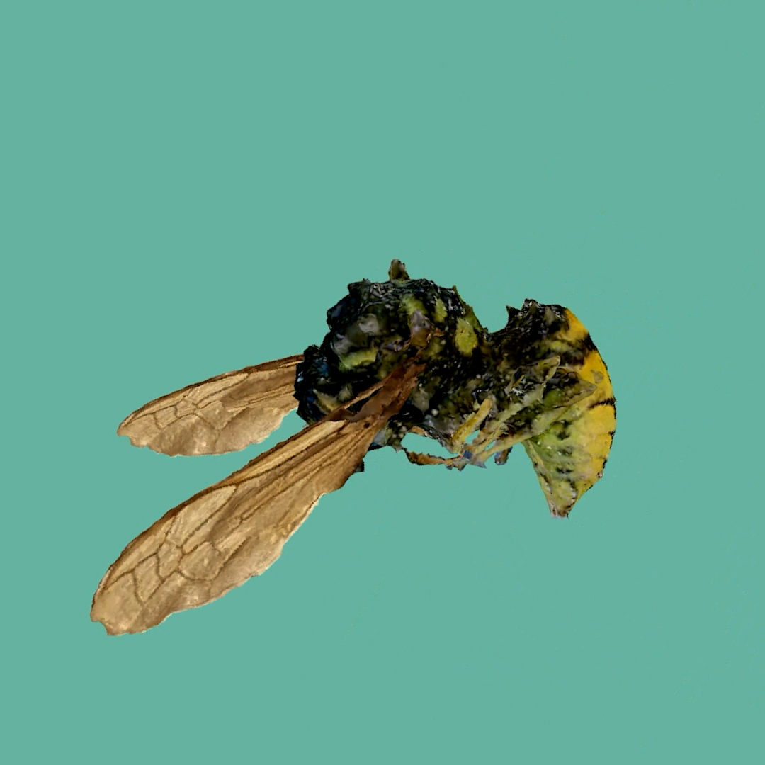 WASP2 WASP2