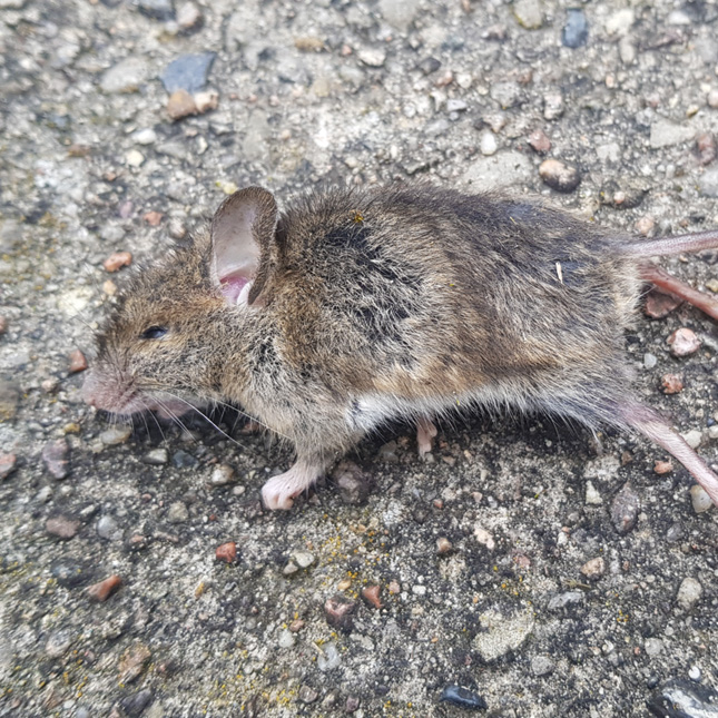 MUIS_060523_1 MUIS_060523_1