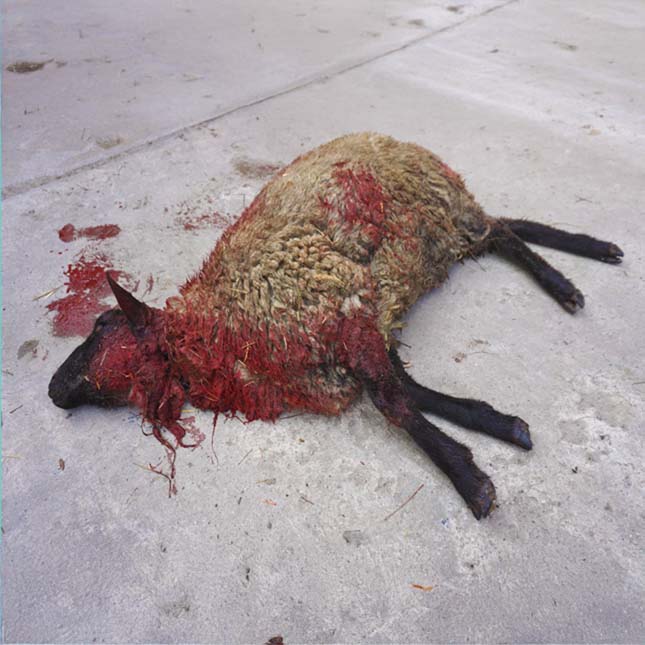 SHEEP1_4_1 SHEEP1_4_1